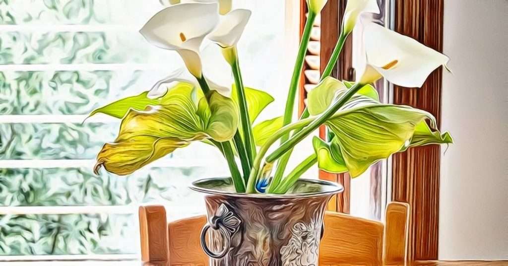 Growing Calla Lily in Pots