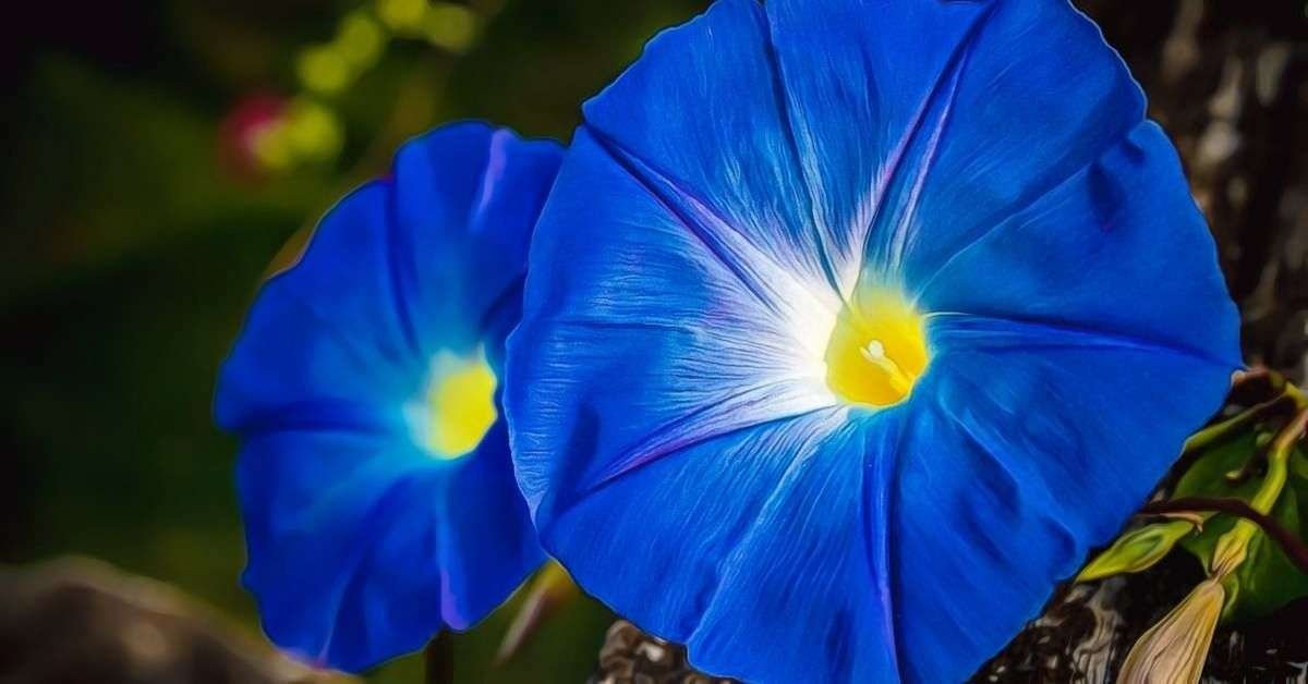 Morning Glory Flower Meaning and Symbolism