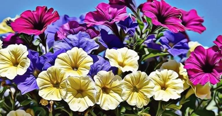 Petunia Flower Meaning and Symbolism