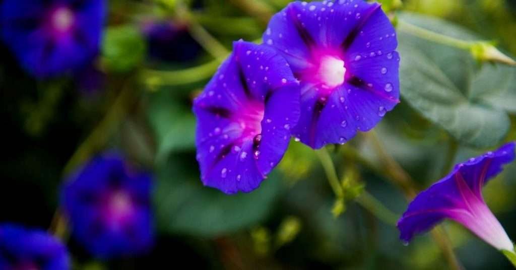 Spiritual Significance of the Morning Glory Flower