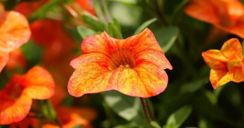 Meaning of the Orange Petunia Flower