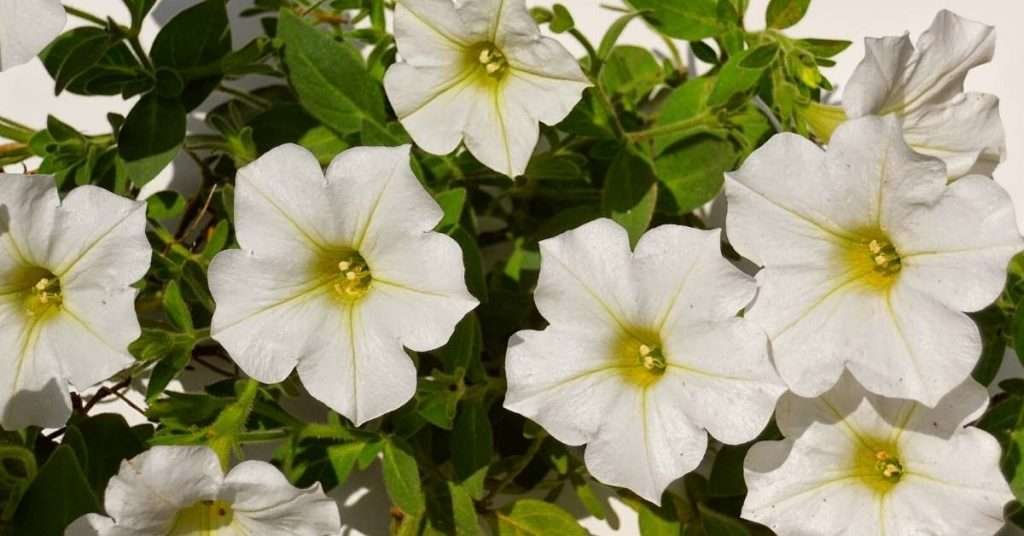 Meaning of the White Petunia Flower