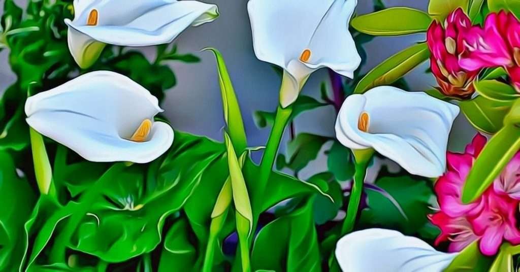 Are Calla Lilies Poisonous