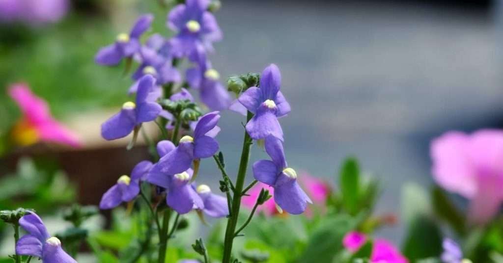 Purple Snapdragon Flower Meaning and Symbolism