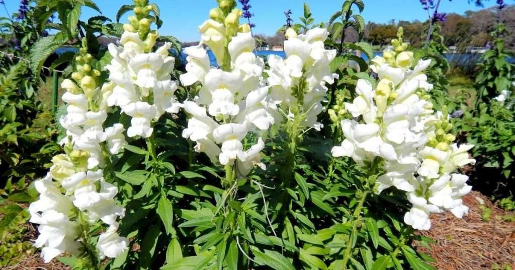 White Snapdragon Flower Meaning and Symbolism