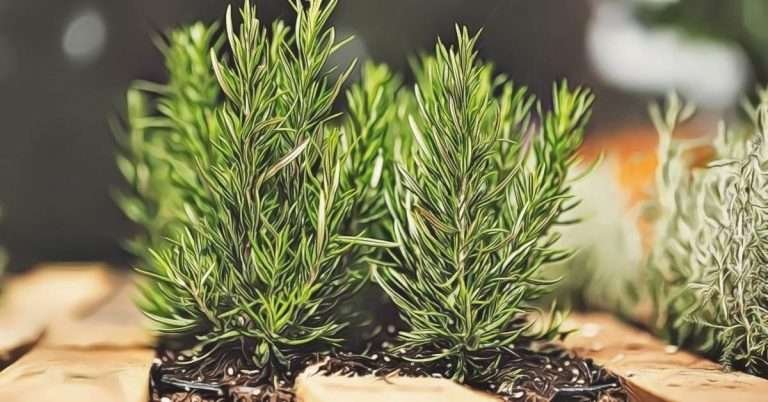 Rosemary Info and Care