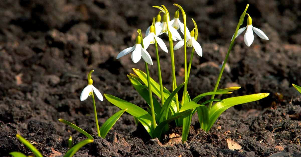 Fertilizer and Soil Type for Snowdrop Flower