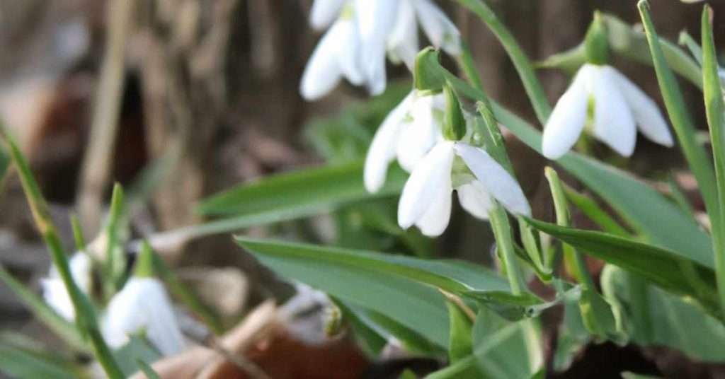Pleated Snowdrop flower