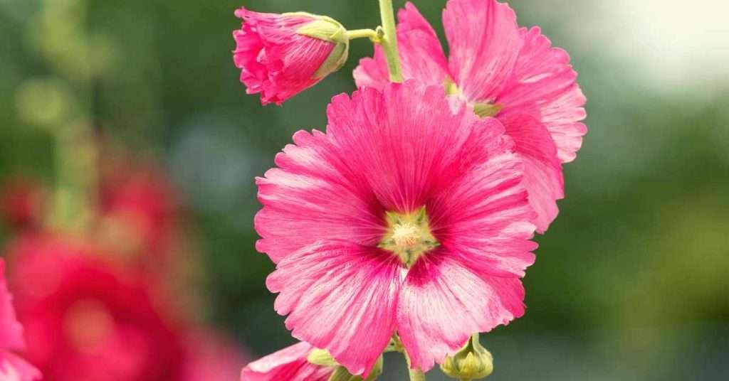 What does the Hollyhock flower Mean and Symbolize