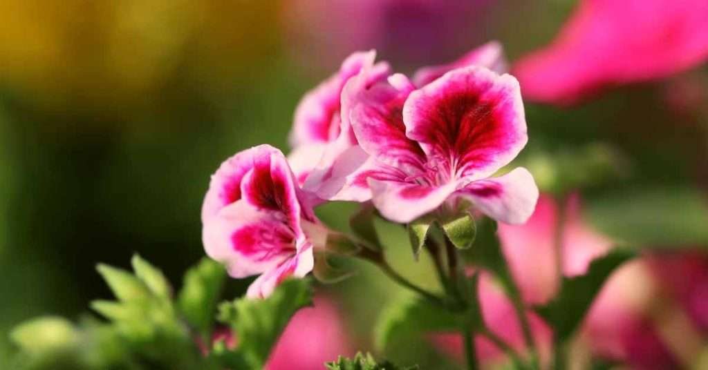Bi-color Geranium Flower Meaning And Symbolism