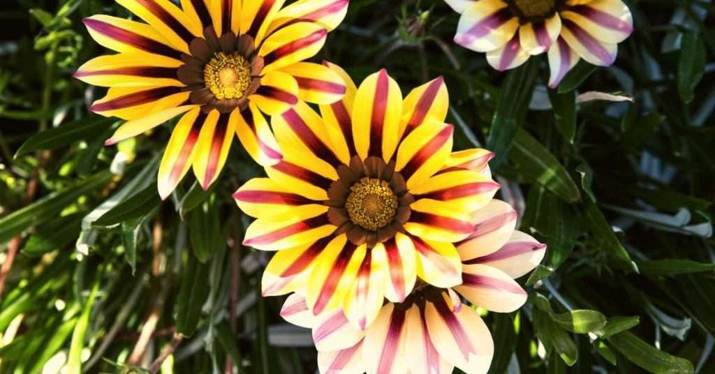 Gazania Flowers for Sunlight