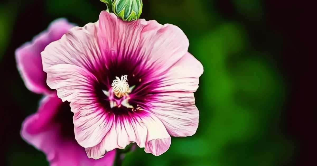 Hollyhocks Flower Meaning and Symbolism