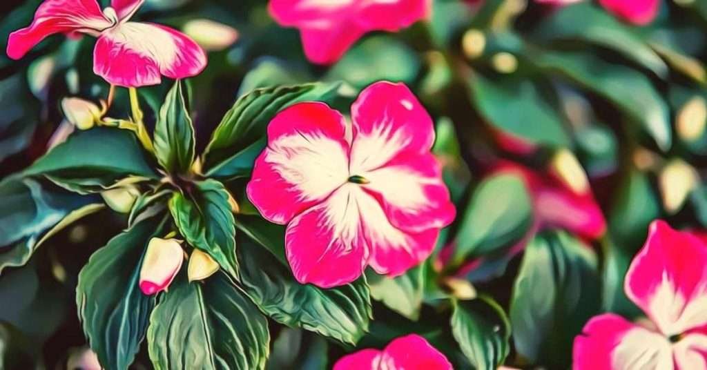 Impatiens Flower Meaning and Symbolism