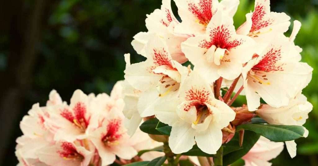 Meaning and Symbolism of Rhododendron