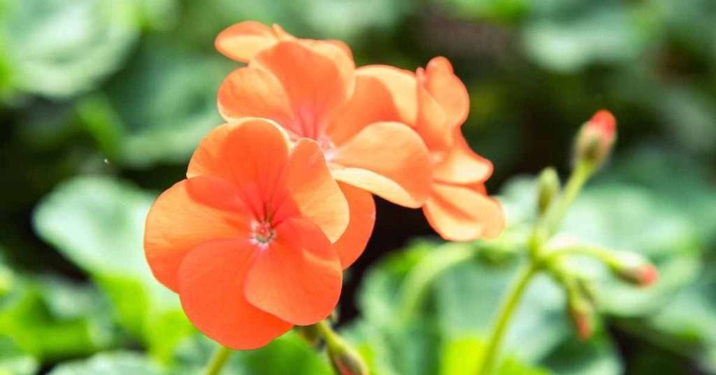 Orange Geranium Flower Meaning And Symbolism
