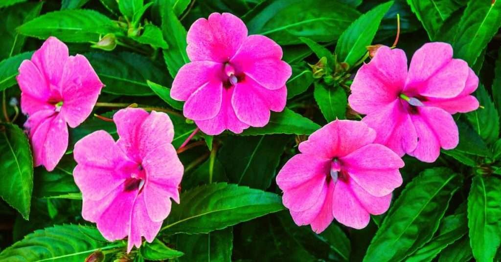 Pink Impatiens Flower Meaning