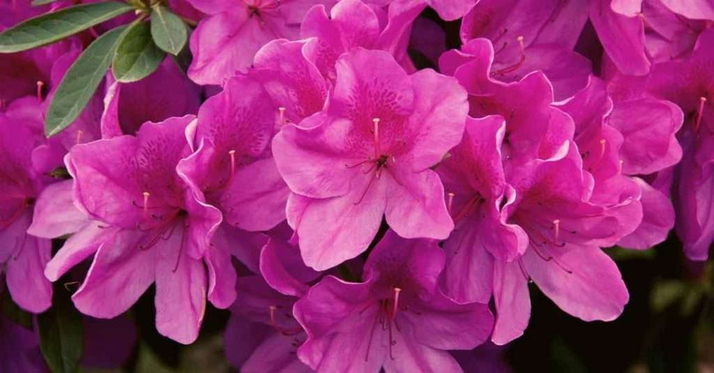 Pink Rhododendron Meaning And Symbolism