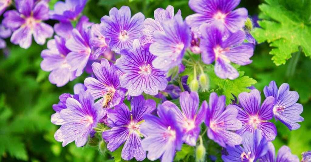 Purple Geranium Flower Meaning And Symbolism