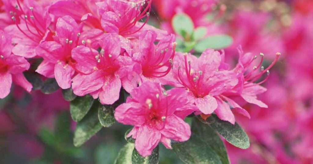 Various Types of Rhododendron
