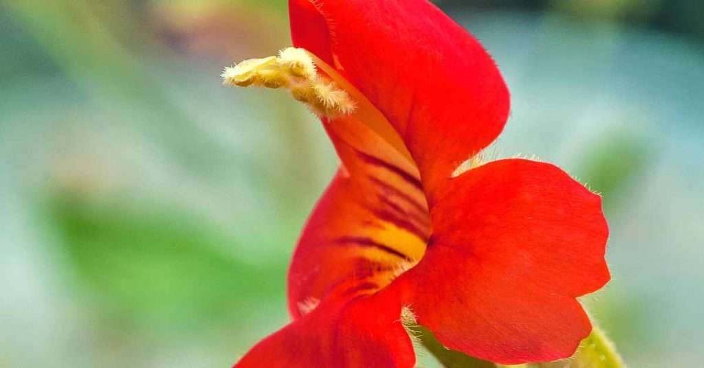 What Is A Mimulus Cardinalis