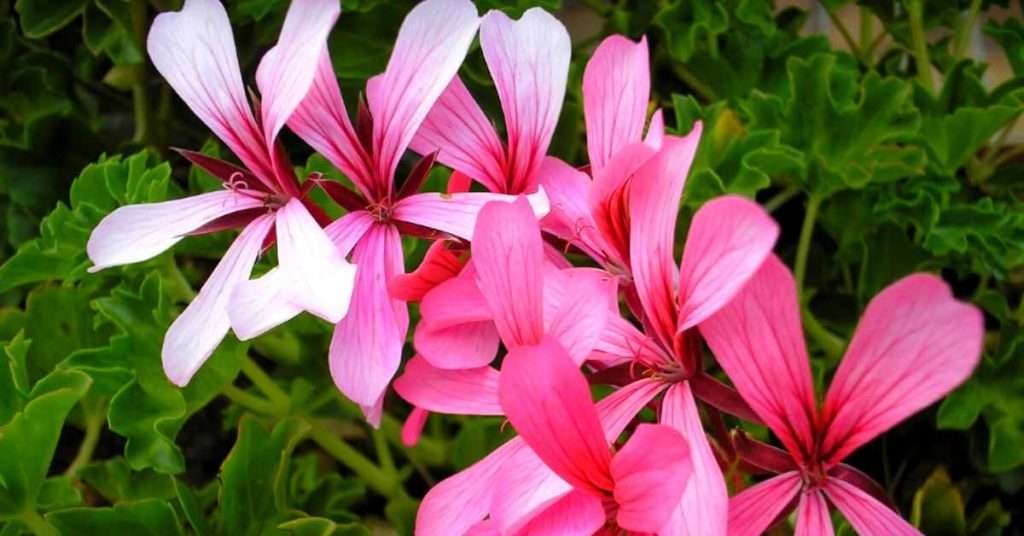 What is A Ivy Geranium