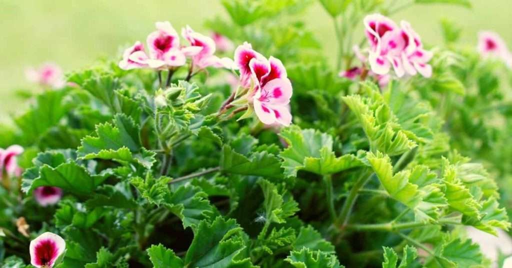 What is A Scented-leaf Geranium