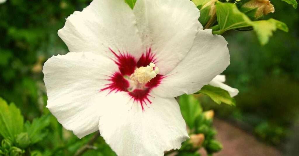 White Hollyhock Flower Meaning