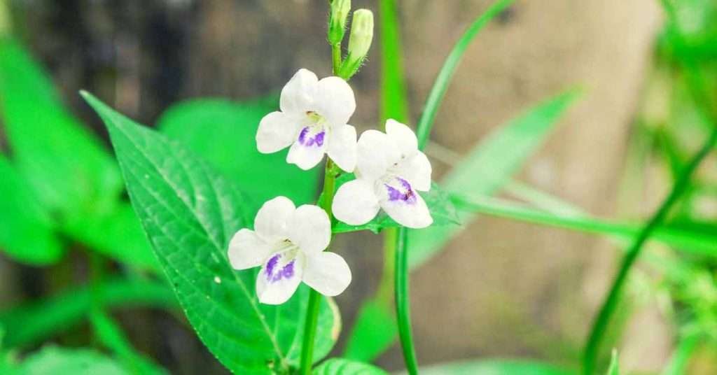 White Monkey Flower Meaning And Symbolism