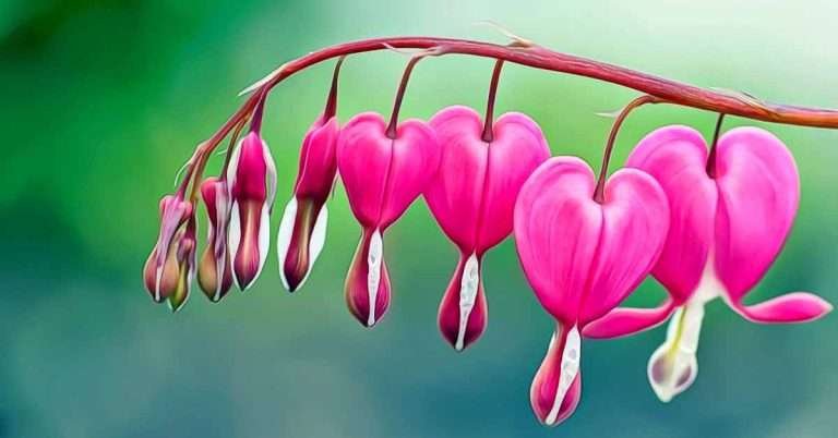 Bleeding Heart Flower Meaning and Symbolism
