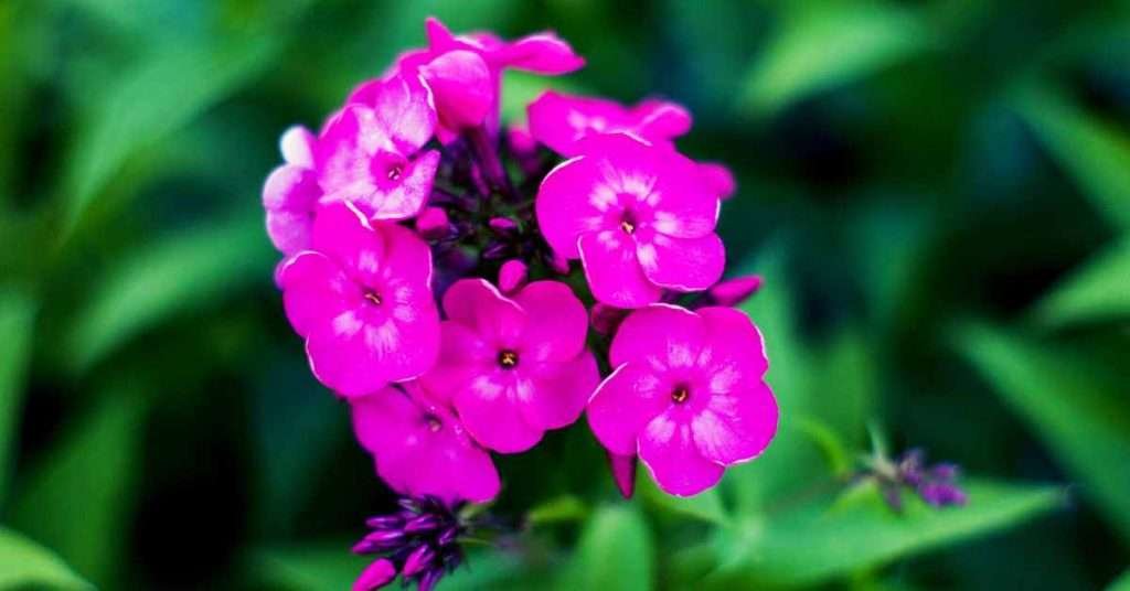 Etymological Meaning of the Phlox Flower