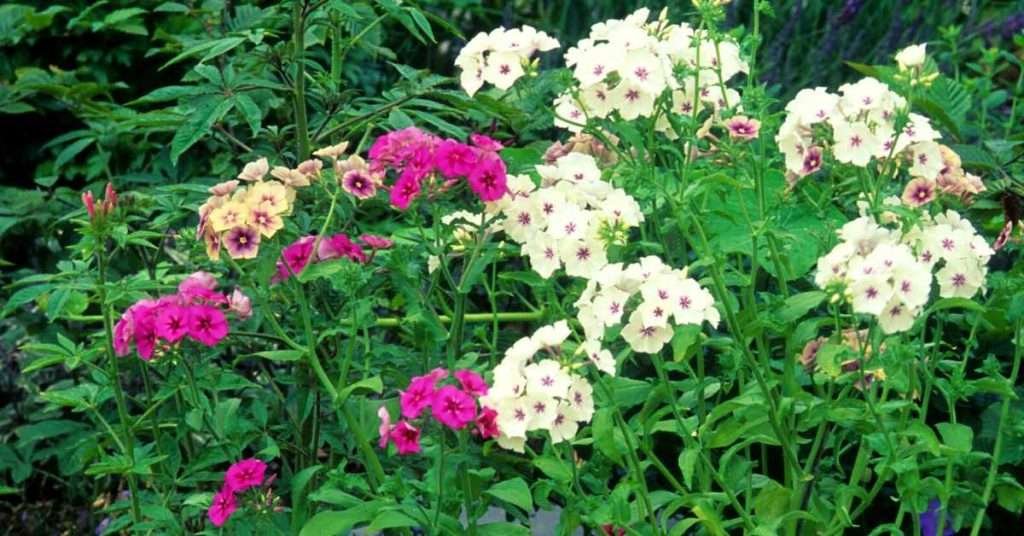 Phlox Flower Meaning in Victorian Times