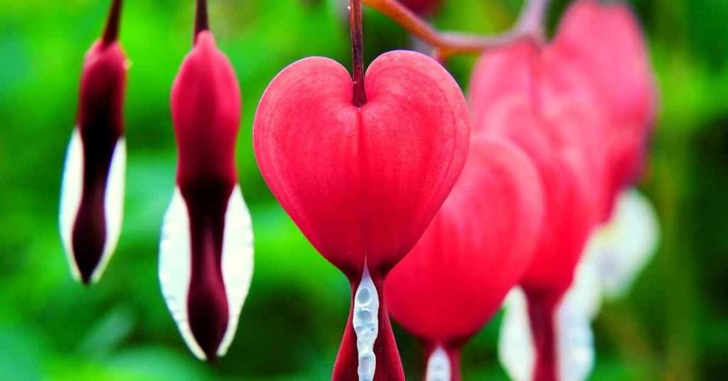 Red Bleeding Heart Flower Meaning