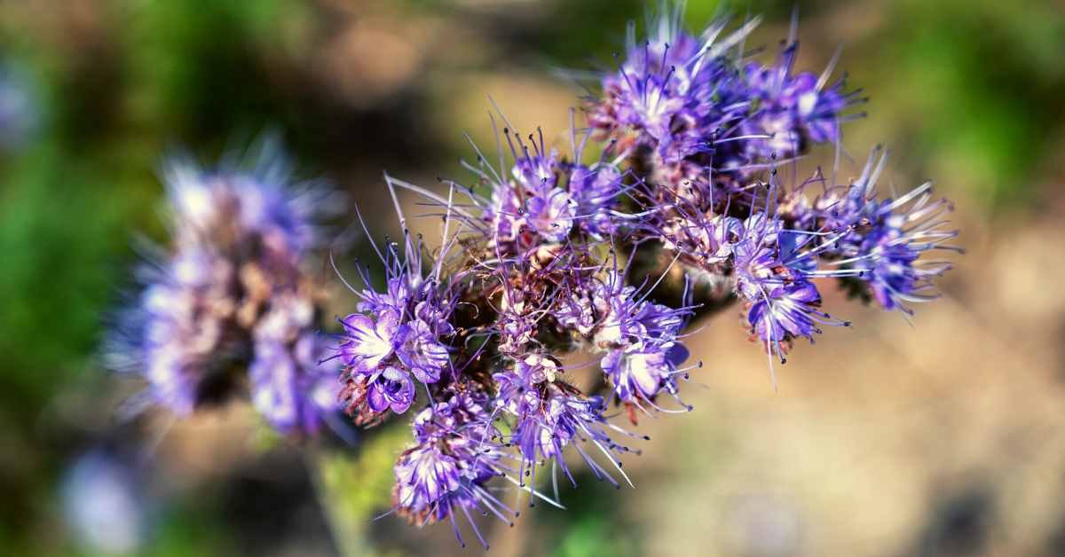 Pennyroyal to Keep Mosquitoes Away