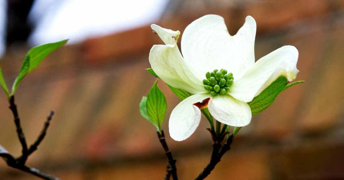 Prune for size and shape Of Dogwood Tree