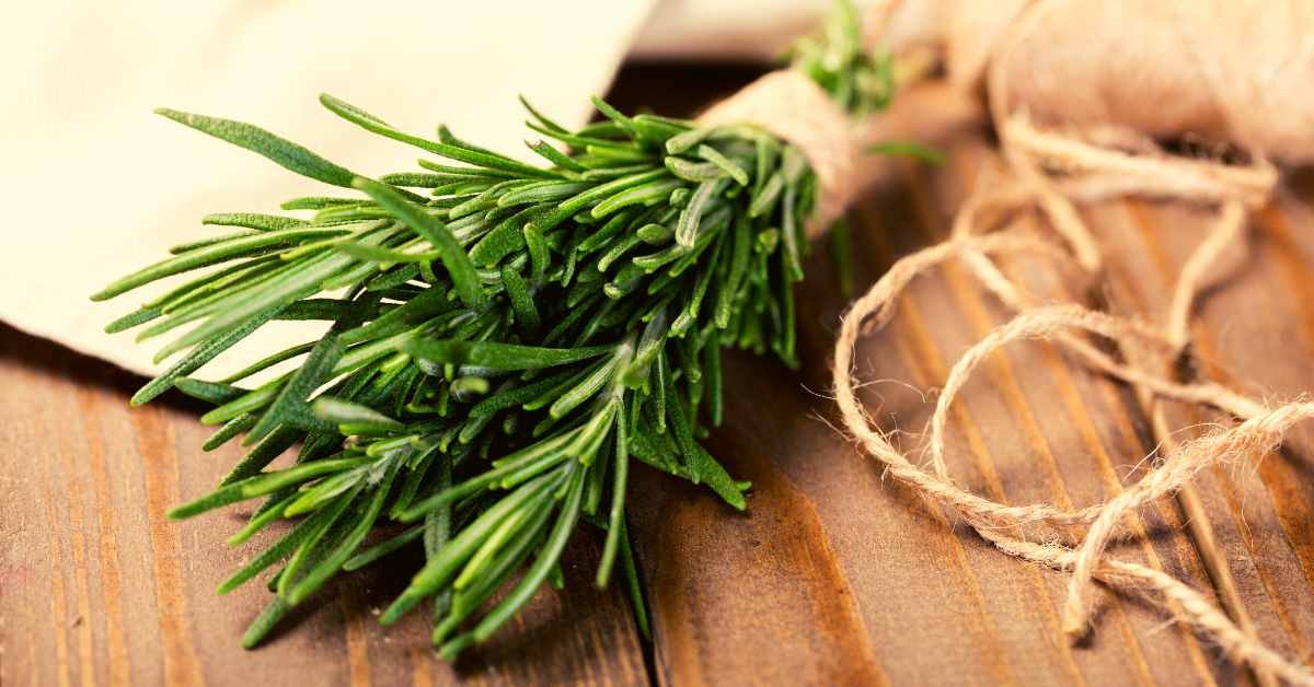 Rosemary to Keep Mosquitoes Away